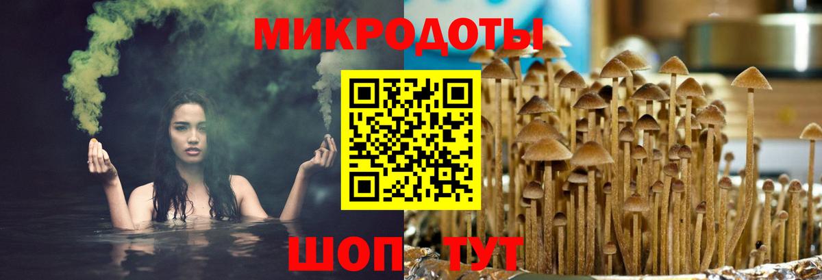 Галлюциногенные грибы Psilocybine cubensis Дербент